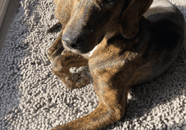 A dog laying on a rug in front of a window.