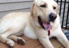 A yellow labrador retriever laying on a wooden deck.