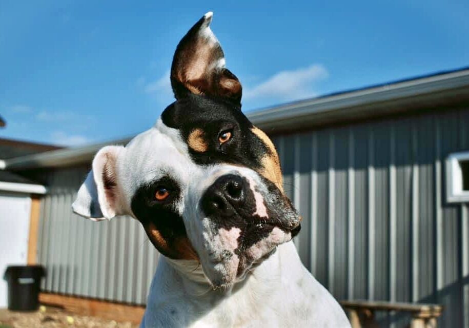 A black and white dog standing in front of a house.