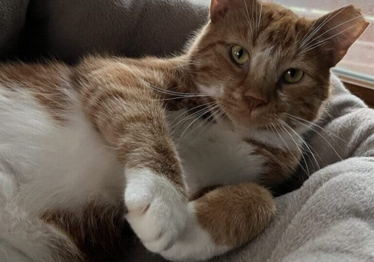 An orange and white cat laying in a dog bed.