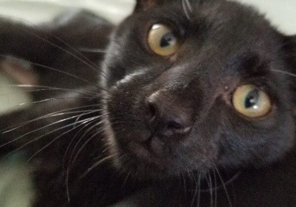 A black cat laying on a bed looking at the camera.