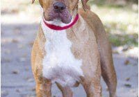 A brown and white dog standing on a sidewalk.