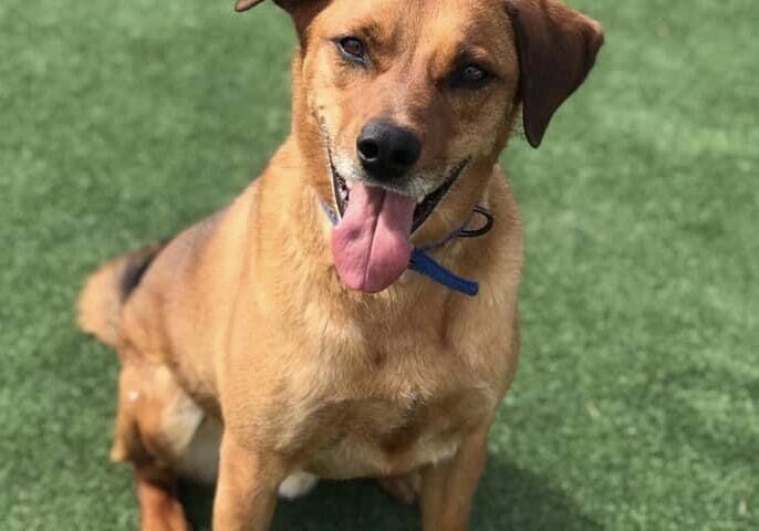 A brown dog sitting on the grass with his tongue out.