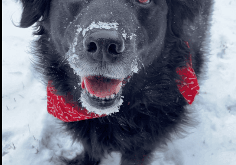 Black dog wearing red bandana in snow.