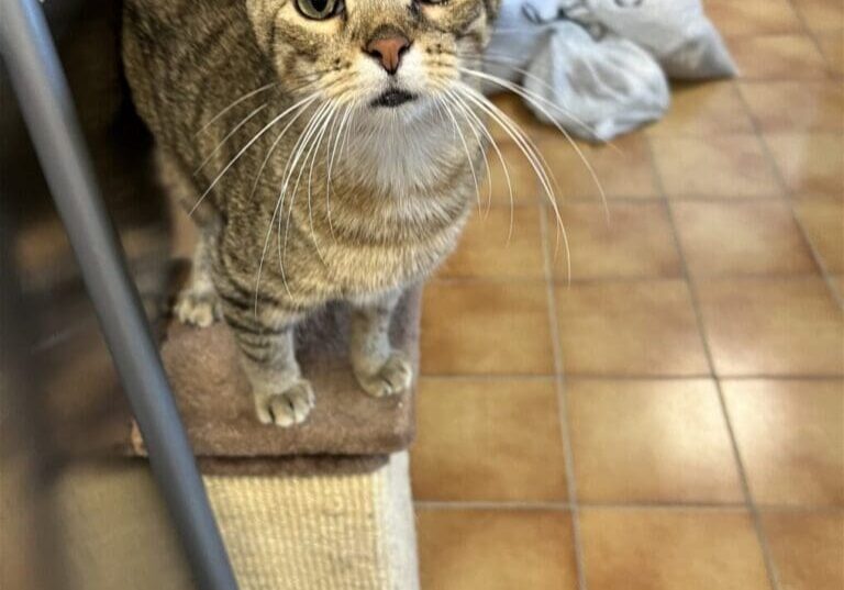 Tabby cat looking up at camera.