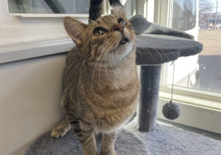 Tabby cat looking up on cat tree.