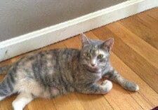 A cat laying on the floor next to a door.