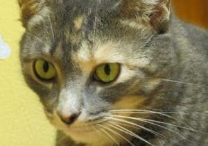 A gray cat with green eyes looking at a yellow wall.