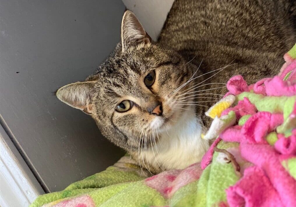 A tabby cat laying on a blanket in a room.