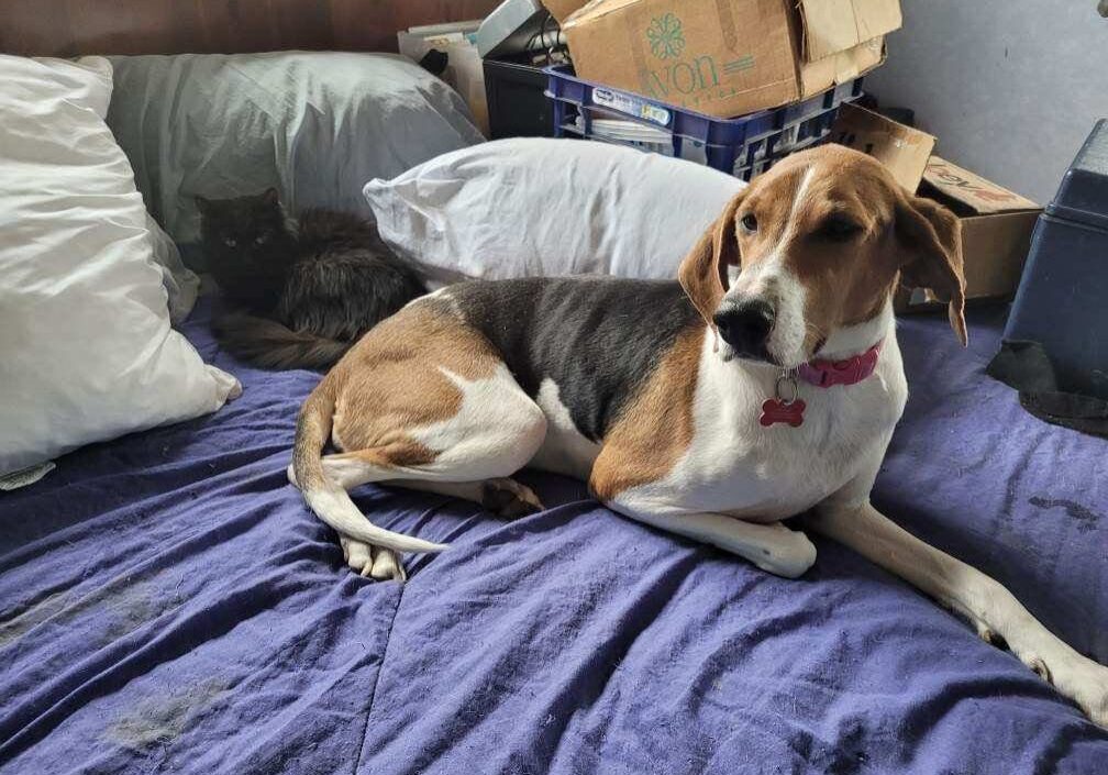 A dog laying on a bed next to a cat.