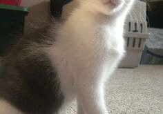 A gray and white kitten standing on the carpet.