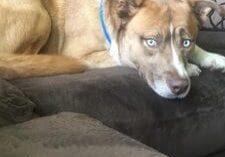 A brown and white dog laying on top of a couch.