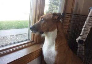 A brown and white dog looking out a window.