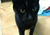 A black cat standing on a tile floor.