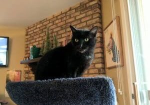 A black cat sitting on top of a cat tree.