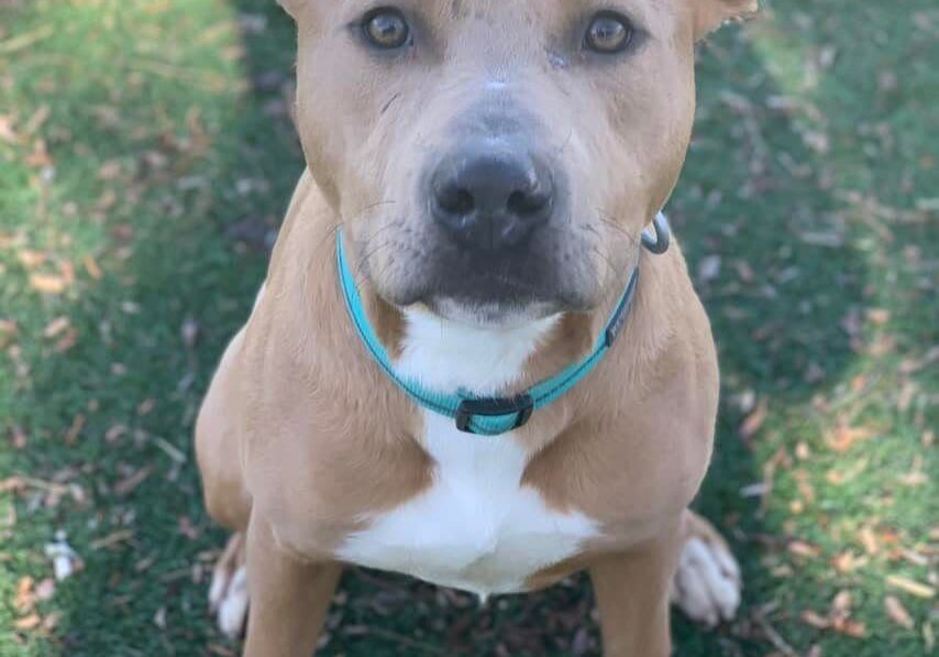 An adoptable pit bull terrier & chihuahua mix in san diego, ca.