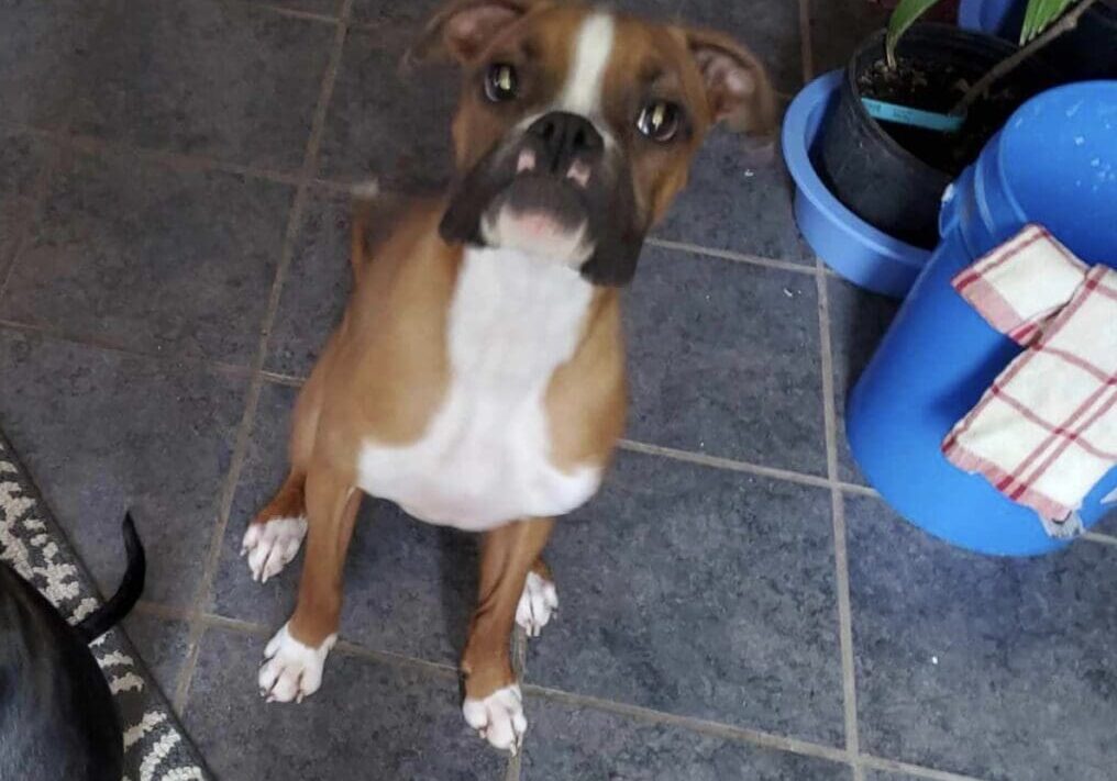 Person, an adoptable boxer dog in san antonio, tx.