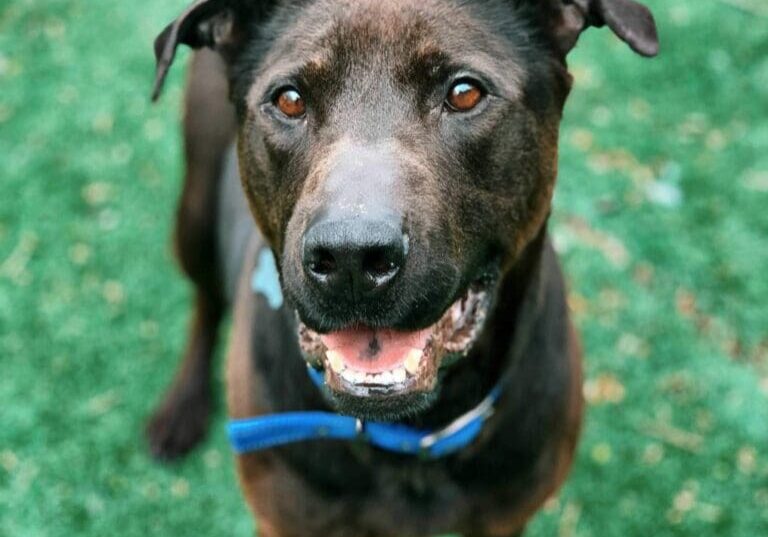 A brown dog with a blue collar standing on grass.