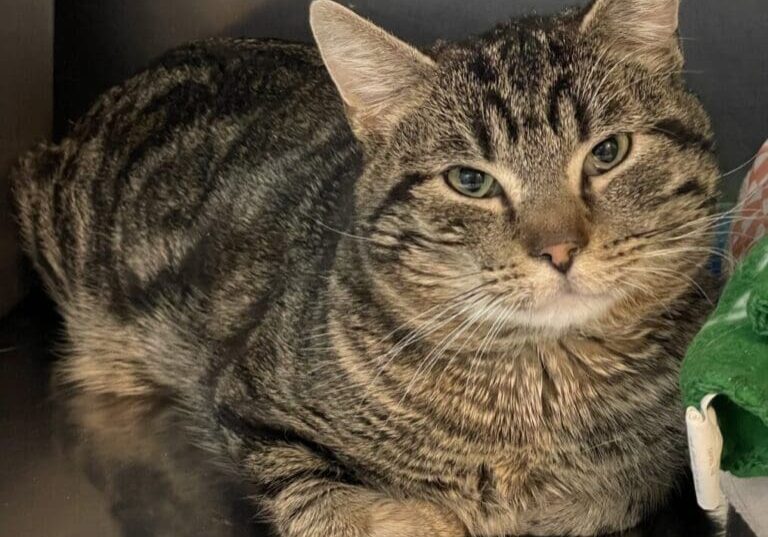 A tabby cat laying on top of a bowl of food.