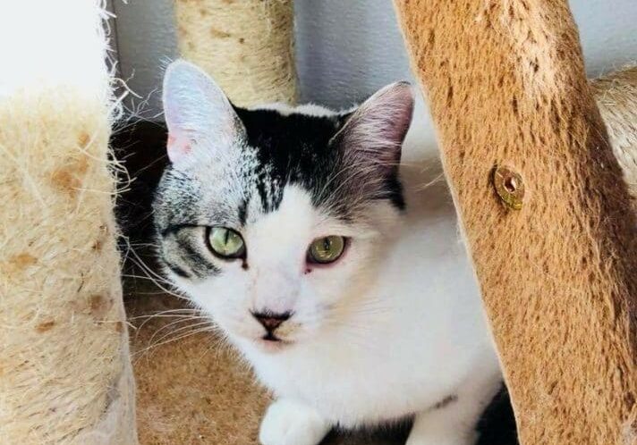 A white and black cat sitting under a scratching post.