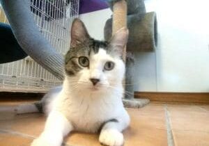 A grey and white cat laying on the floor in a kennel.