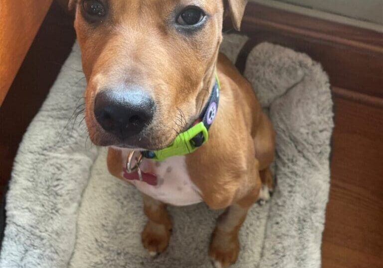 A brown dog sitting on a dog bed in front of a window.