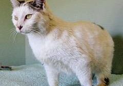 A white cat standing on a bed in a room.