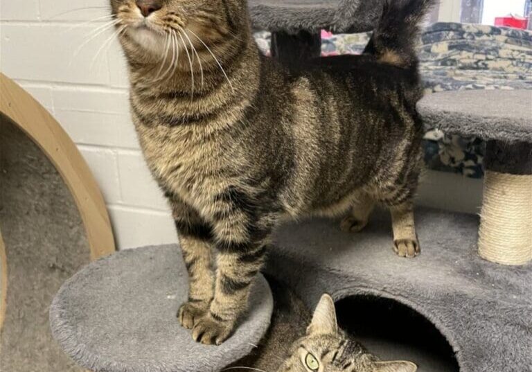 Two tabby cats on a cat tree.