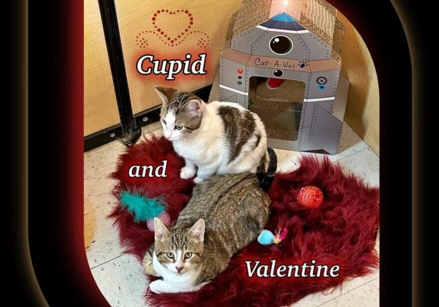 Cupid and valentine.