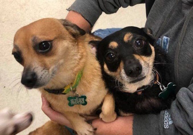 Two chihuahua dogs in a person's lap.