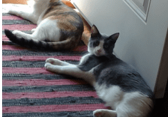 Two cats laying on a rug next to a door.