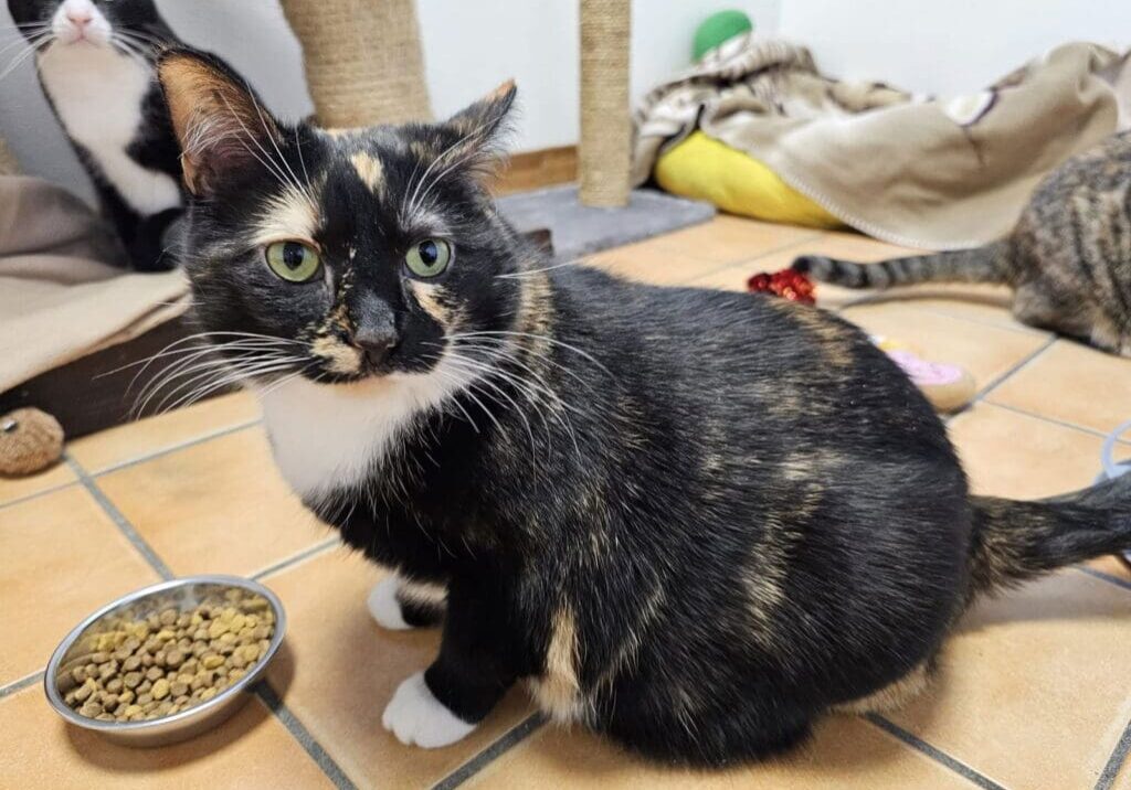 Caramel Caramel