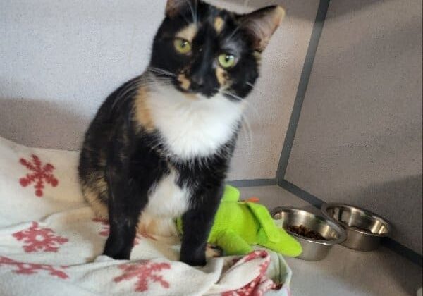 Tricolor cat sitting on a bed.