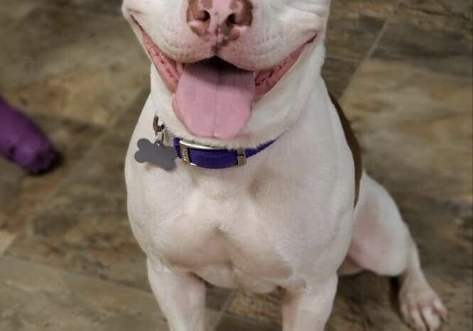 A white dog with a purple collar sitting on a tile floor.