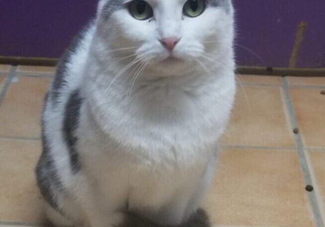 A grey and white cat sitting on a tile floor.