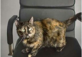 A cat sitting on top of an office chair.