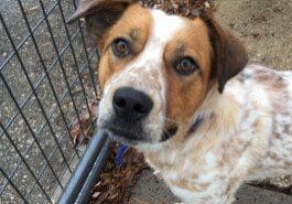 A brown and white dog standing in front of a fence.