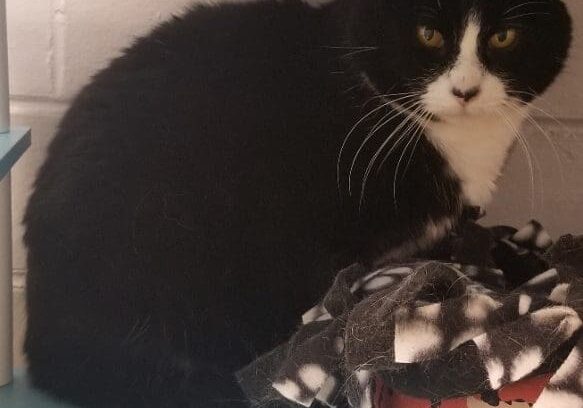 A black and white cat sitting on a blue shelf.