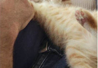 Orange tabby kitten relaxing on lap.