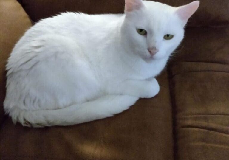 A white cat sitting on a brown couch.