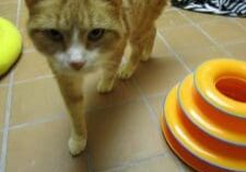 An orange cat is standing next to a toy in a kennel.