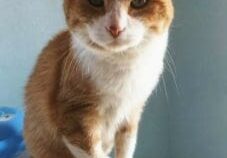 An orange and white cat sitting on top of a shelf.