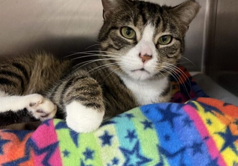 Tabby cat resting on a colorful blanket.