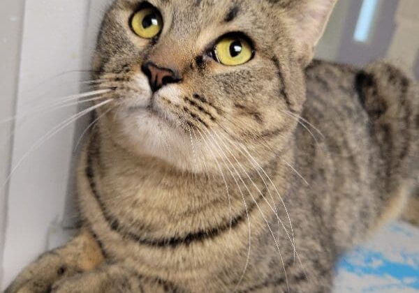 A tabby cat laying on a window sill.