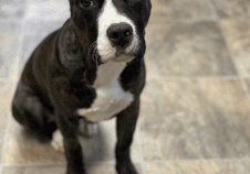 A black and white dog sitting on a tile floor.