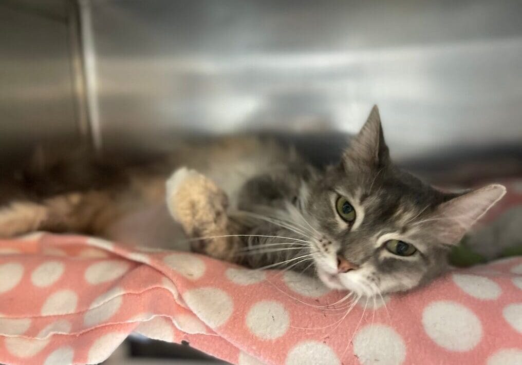 A gray cat laying on a pink polka dot blanket.