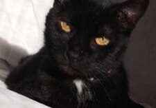 A black cat laying on top of a white bed.