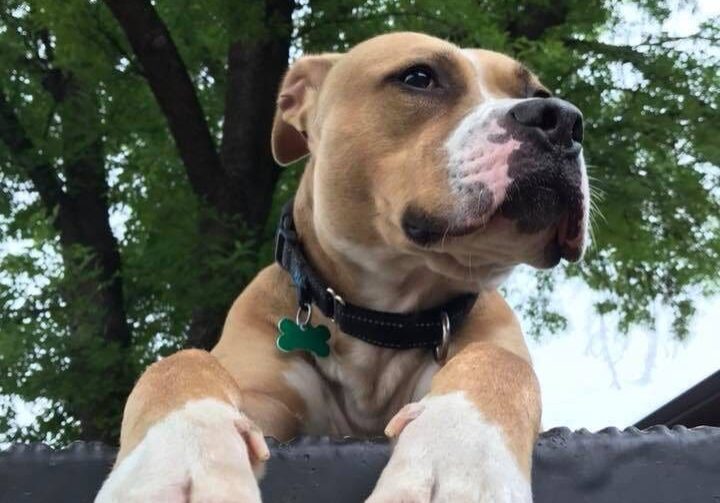 An adoptable pit bull terrier & chihuahua in houston, texas.