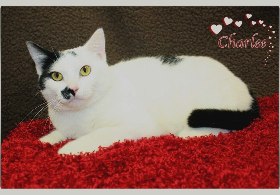 A black and white cat laying on a red rug.