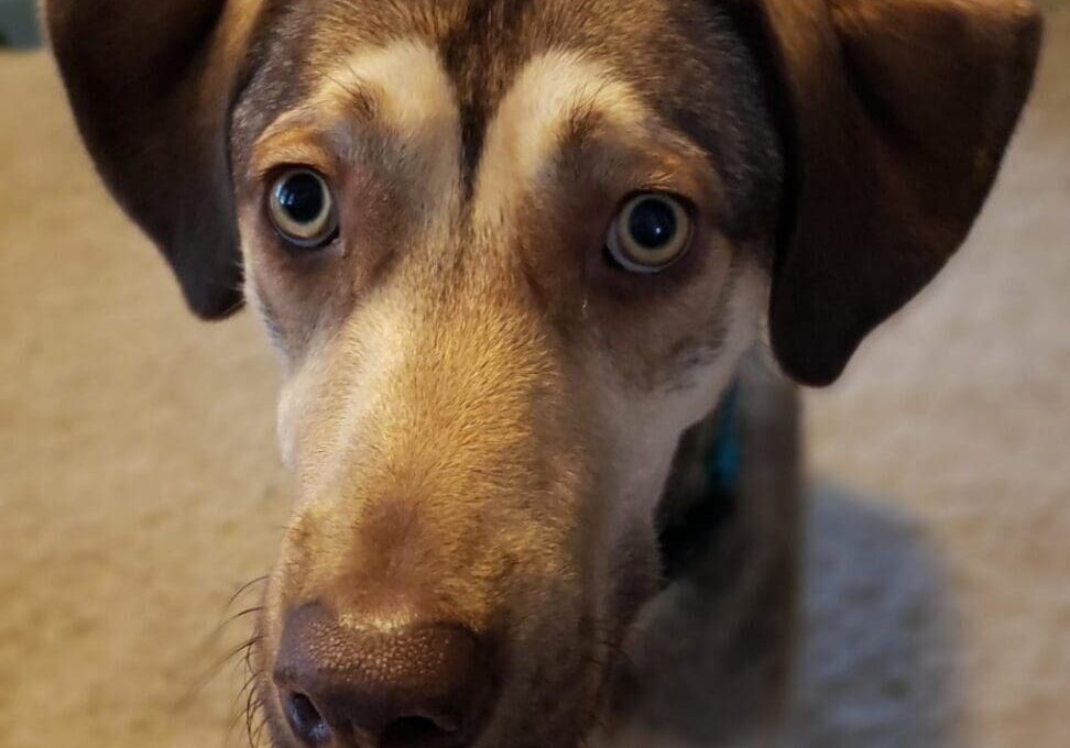 A close up of a brown dog looking at the camera.